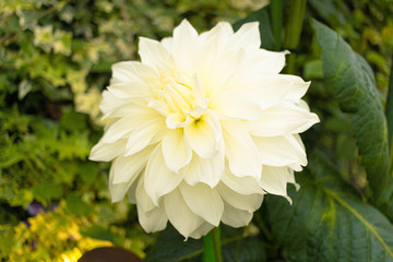 White Dahlia at Flower Park