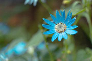 Blue Daisy at Singapore Flower Park