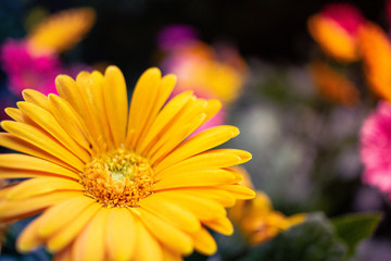 Yellow Daisy at Singapore Flower Park