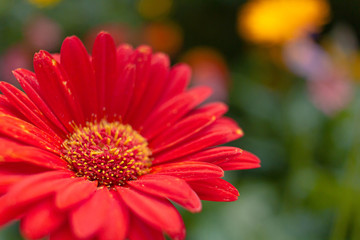 Red Daisy at Flora Park