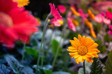 Group of Daisies in Flora Park