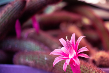 Flower of Cactus in Flower Park