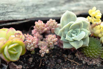 Flower of Cactus in Flower Park