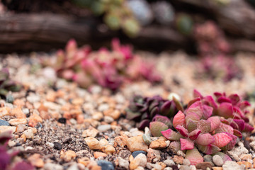 Flower of Cactus in Flower Park