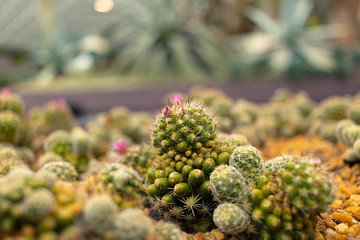 Flower of Cactus in Flower Park
