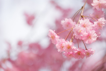 【写真素材】　桜　さくら　しだれ桜　春イメージ
