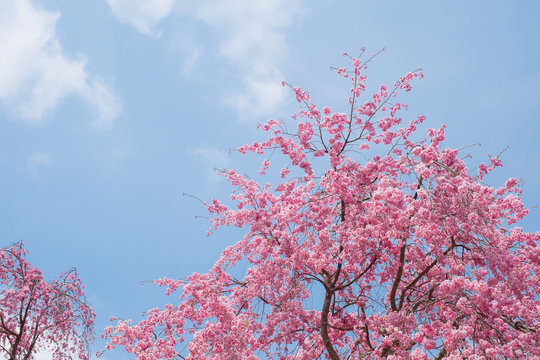 【写真素材】　桜　さくら　しだれ桜　春イメージ