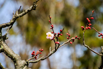 梅