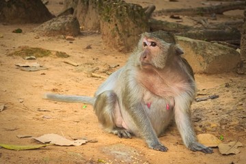 Pregnant female long-tailed macaque (Macaca fascicularis), spotted near Siem Reap, Cambodia.