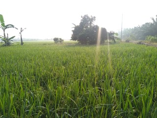 landscape with green field and fog