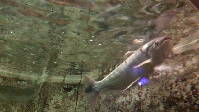 A Piracanjuba (Brycon sp) swimming inside an aquarium at fish market