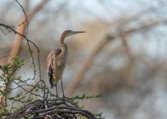 Goliath heron roosting on a dry branch at Lake Naivasha, Kenya, Africa