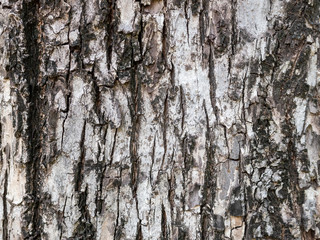 Wood pattern old wood pattern