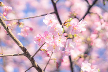 Fototapeta premium 桜 アップ 03