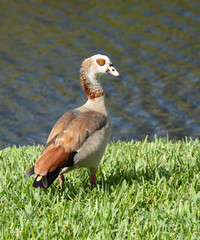Egyptian goose with buff, brown, and white feathers and a dark brown eye patch is standing close up on green grass at the edge of dark blue water.