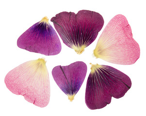 Pressed and dried delicate petals of flowers of mallow (malva), isolated on white background. For...