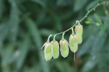 Light green young pods of Crotalaria juncea or Sunn Hemp hanging on branch and blur background. Another name is Indian hemp, Madras hemp, Brown hemp.