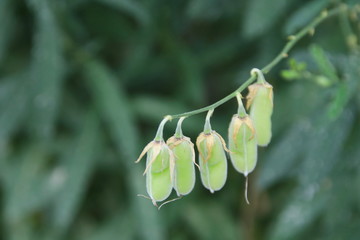 Light green pods of Sunn Hemp are on branch and blur green leaves background.