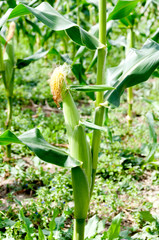 Obraz premium トウモロコシ