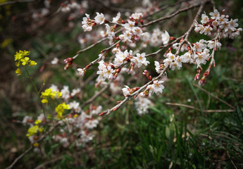 桜咲く・切り倒された桜 / 山口県山口市徳地