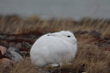 Close-up of an arctic hare, Lepus arcticus, in its winter coat while sitting surrounded by arctic plants turning red, found near Arviat, Nunavut © Sophia