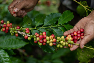 coffee plantation