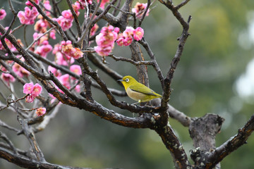 紅梅の古木にとまったメジロ