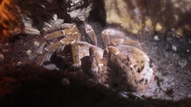 Goliath birdeater Tarantula, Theraphosa blondi. Largest spider in the world by mass and size. Can be found in South America. 