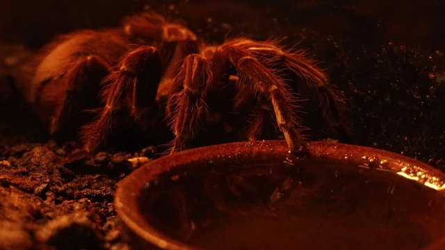 S&atilde;o Paulo Olive Brown Tarantula, Vitalius Wacketi. One of the biggest tarantulas with lots of urticating hairs. Rain forest spider from Brazil.