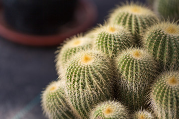 Barbed desert plant cactus and prickly pear