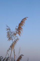 Obraz premium Closeup of tropical grass flowers with blue sky background. Vertical view.