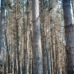 Fototapeta premium tree in the forest