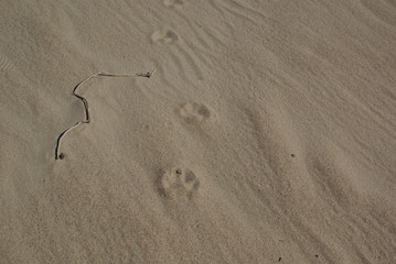 animal tracks