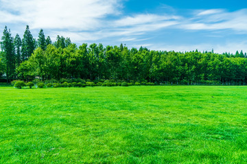Grass and trees in the park under the blue sky..