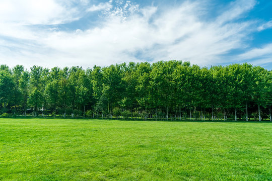 Grass and trees in the park under the blue sky..