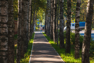 Obraz premium Yoshkar-Ola, Russian Federation - 09/08/2015: Asphalt sidewalk and birch avenue on Osipenko street near the republican hospital building in sunny day. Focus on a distance, in the center of a shot