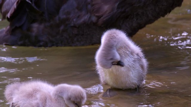 A beautiful baby black swan, a cygnet flapping it's tiny wings - slow motion