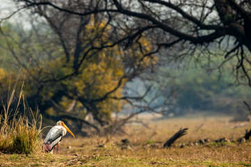 painted stork or Mycteria leucocephala in landscape of keoladeo national park with copy space and colorful scenic background at  bharatpur bird sanctuary, rajasthan, india