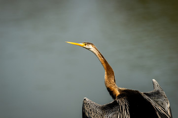 Oriental darter or Indian darter closeup basking in sun with full wingspan in keoladeo national...