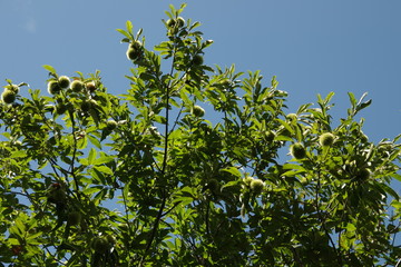 青空と栗の木