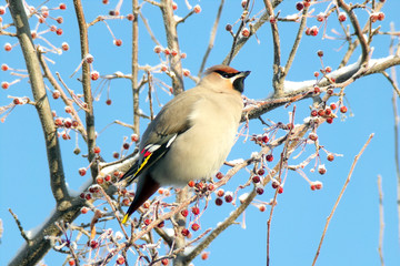 A fluffy bird sits on the snow-covered branches of a tree and eats berries. Male Pipit. Birds in winter.