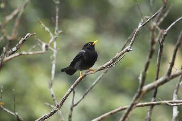 Beautiful neotropic bird Yellow-legged Thrush Platycichla flavipes perched in the rainforest 