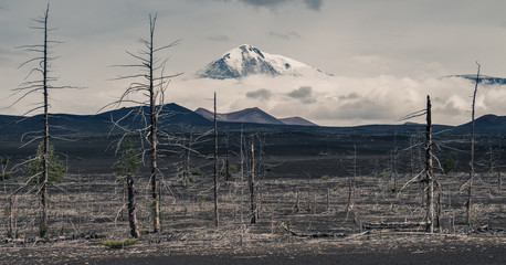 Dead Forest Near Plosky Tolbachik Volcano