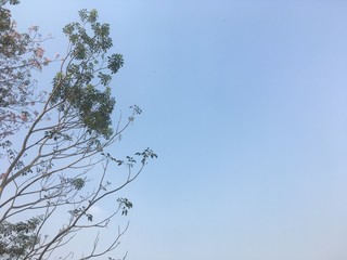 Tree tops and sky