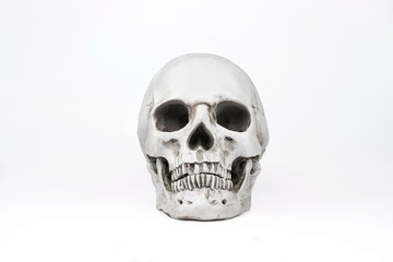 Artificial human skull on isolated white background