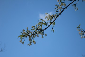 branches of a tree against blue sky