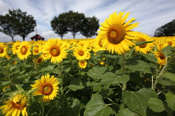 Fototapeta premium ひまわり