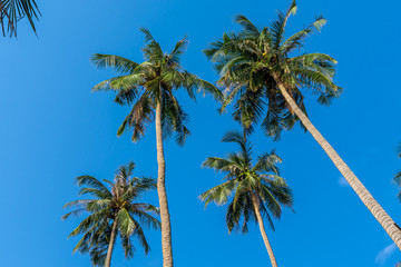 Obraz na płótnie Canvas coconut trees in clear sky