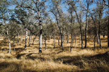 Fototapeta na wymiar trees in yellow grassy patch