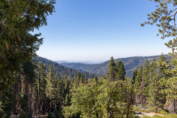 forest in the mountains